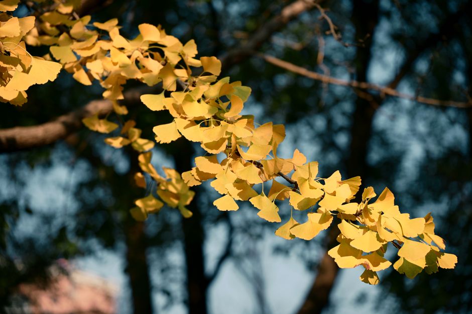 Wuyuan Jiangxi — Autumn Ginkgo: Wuyuan's Most Spectacular Season