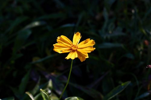 Free Close-up of a vibrant yellow flower with dark green foliage background. Perfect for nature-themed projects. Stock Photo