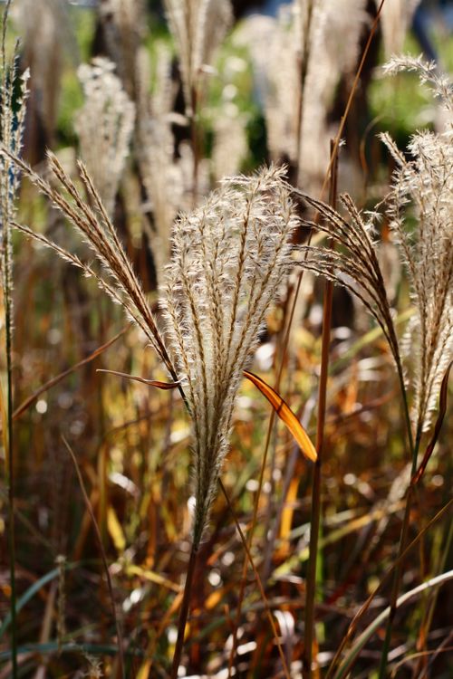 Free Captured in daylight, pampas grass shines golden with backlighting, creating a natural, serene scene. Stock Photo