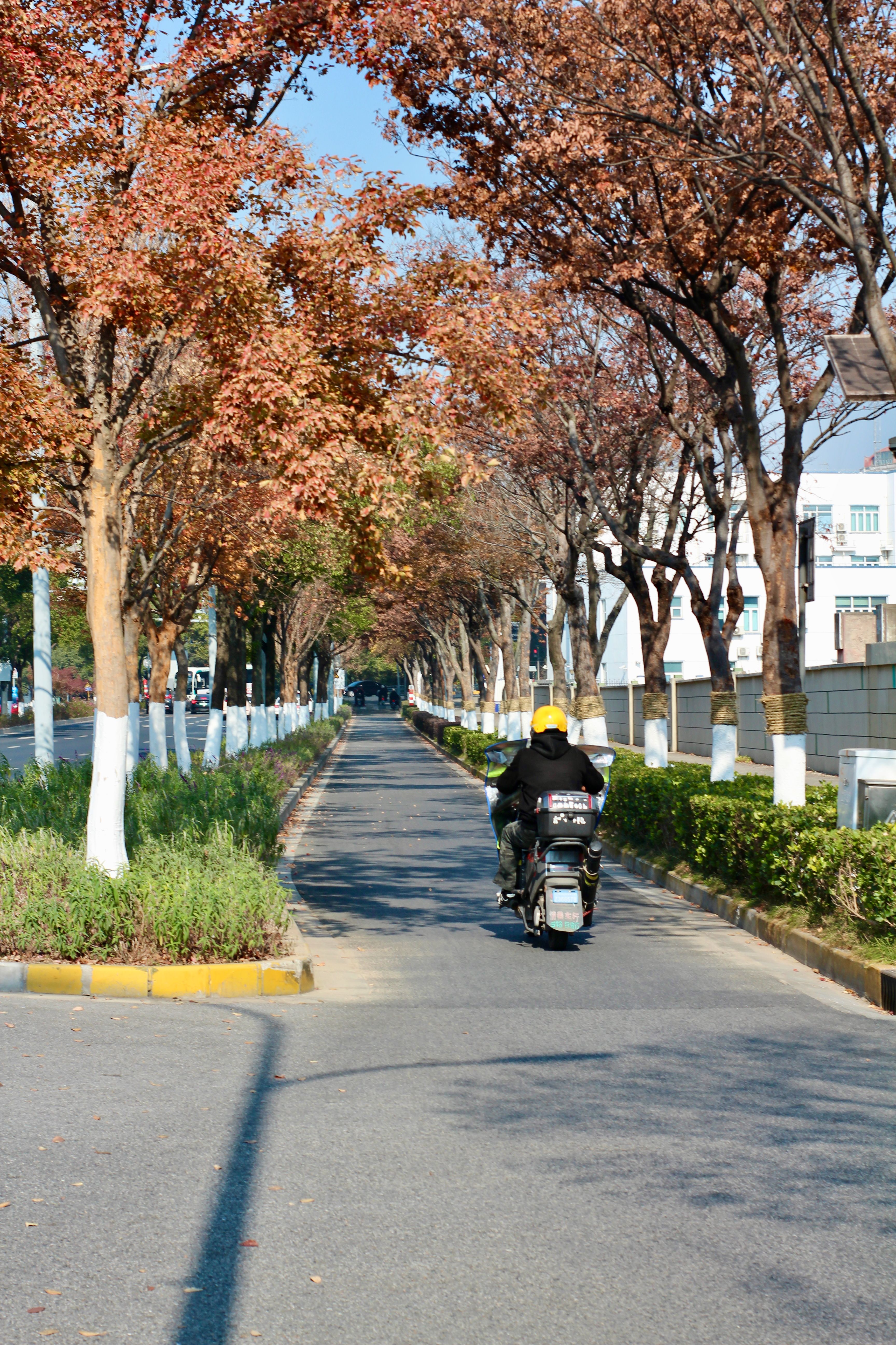 Man Rides Scooter on Tree-Lined Path · Free Stock Photo