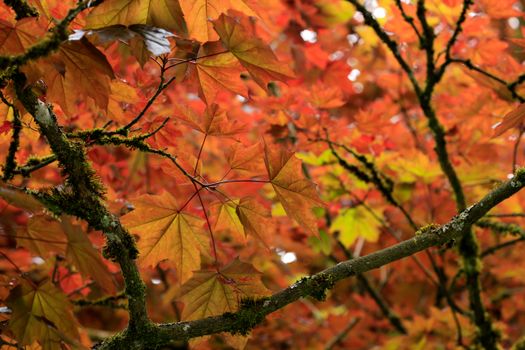 Colorful autumn leaves and mossy branches create a vibrant seasonal scene.