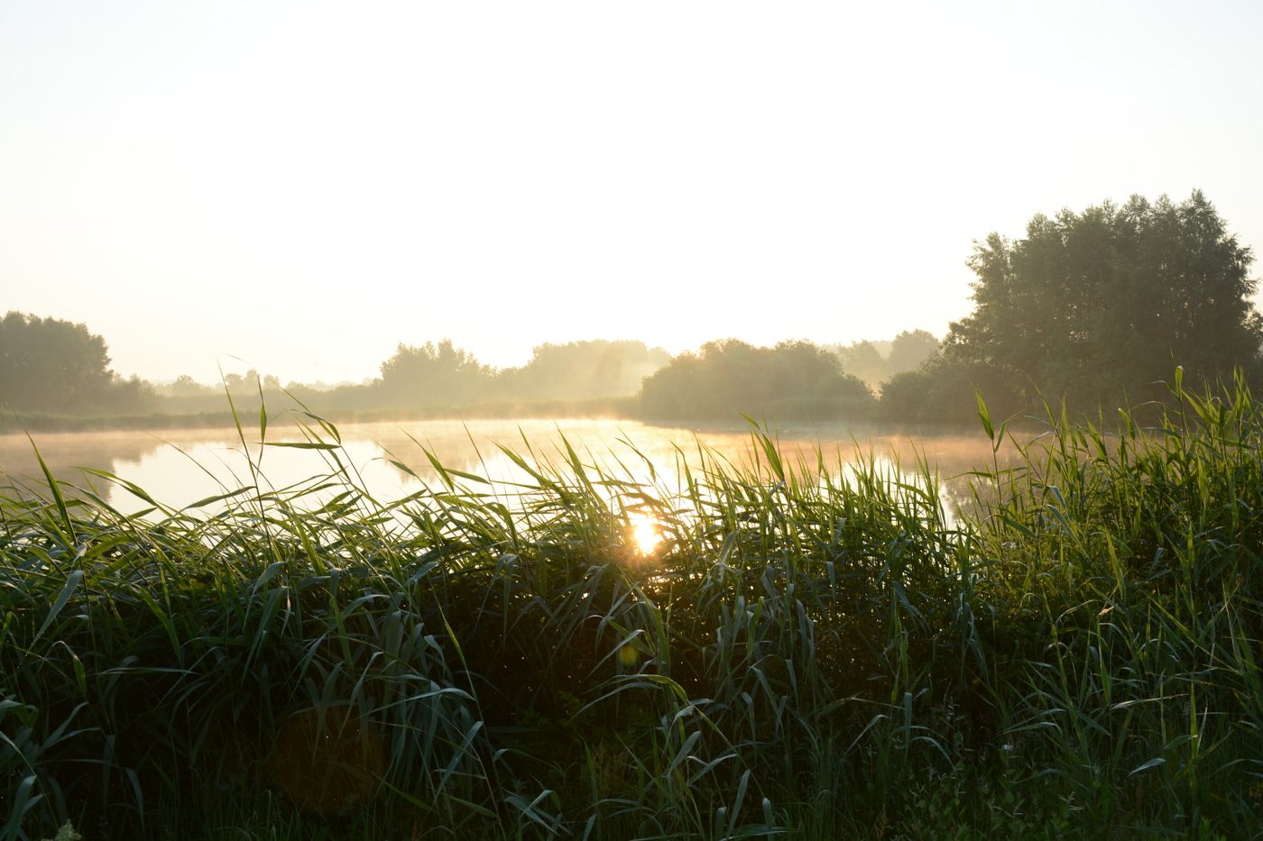Quiet lake and surrounding greenery during a soft sunrise