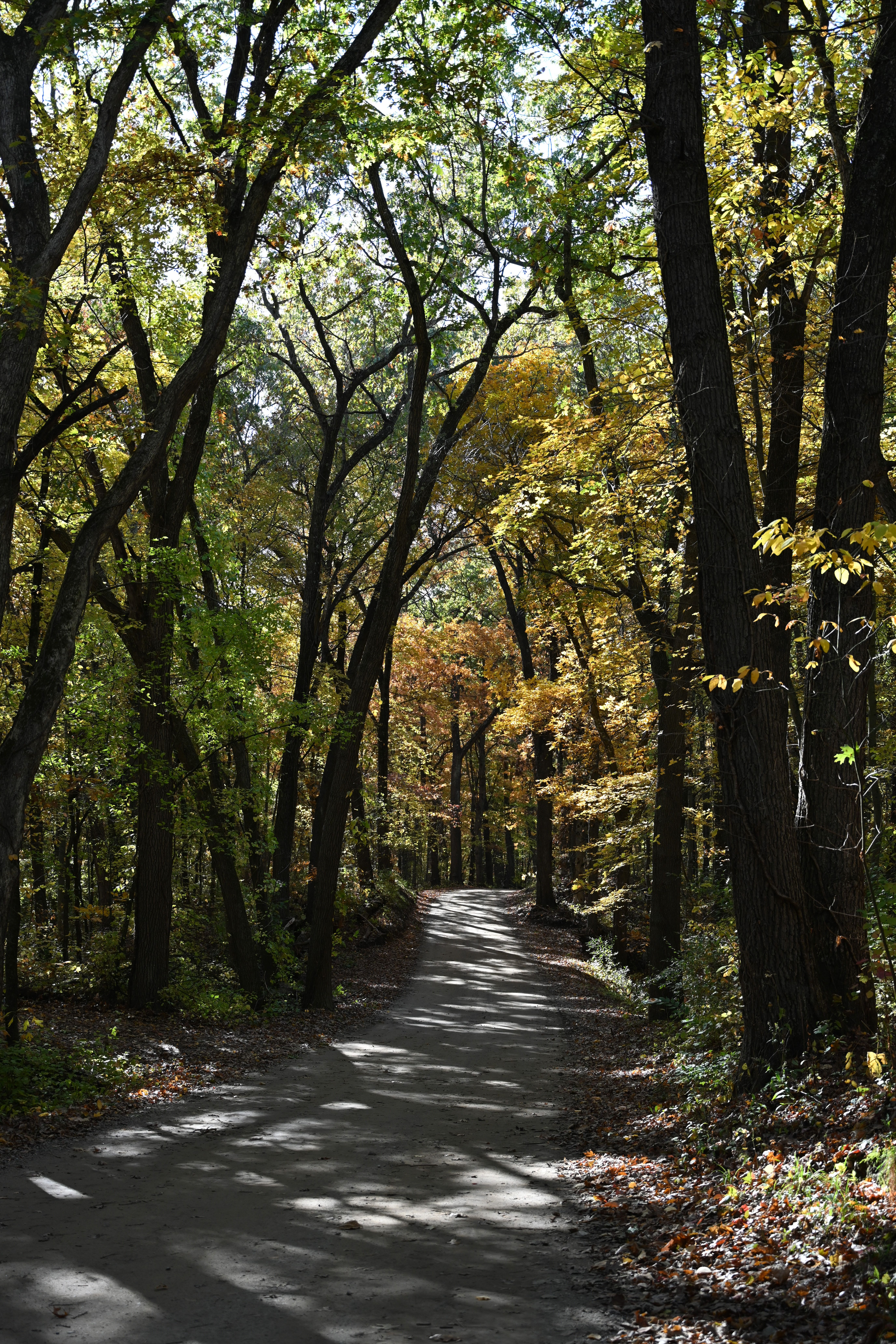 Serene Autumn Forest Pathway with Foliage · Free Stock Photo