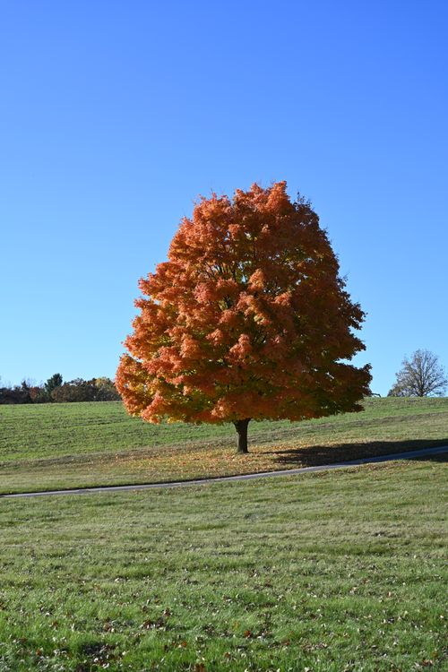 Free A single tree displaying bright orange autumn foliage under a clear blue sky. Stock Photo