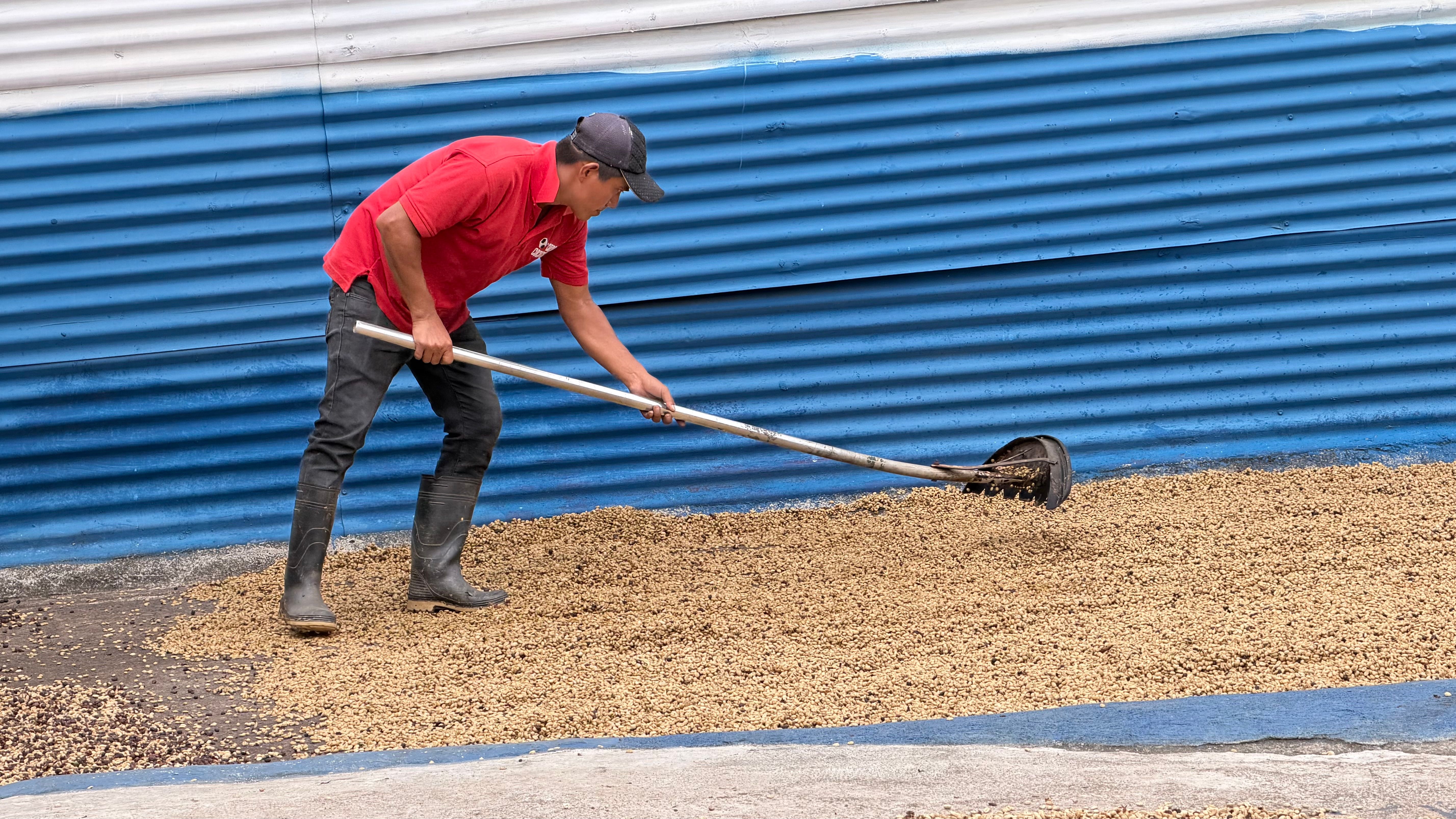Man in red shirt uses rake to spread coffee beans on drying surface against blue wall.