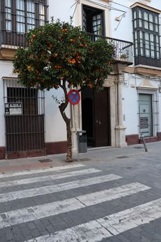 Street scene with an orange tree and classic architecture in El Puerto de Santa María, Spain.