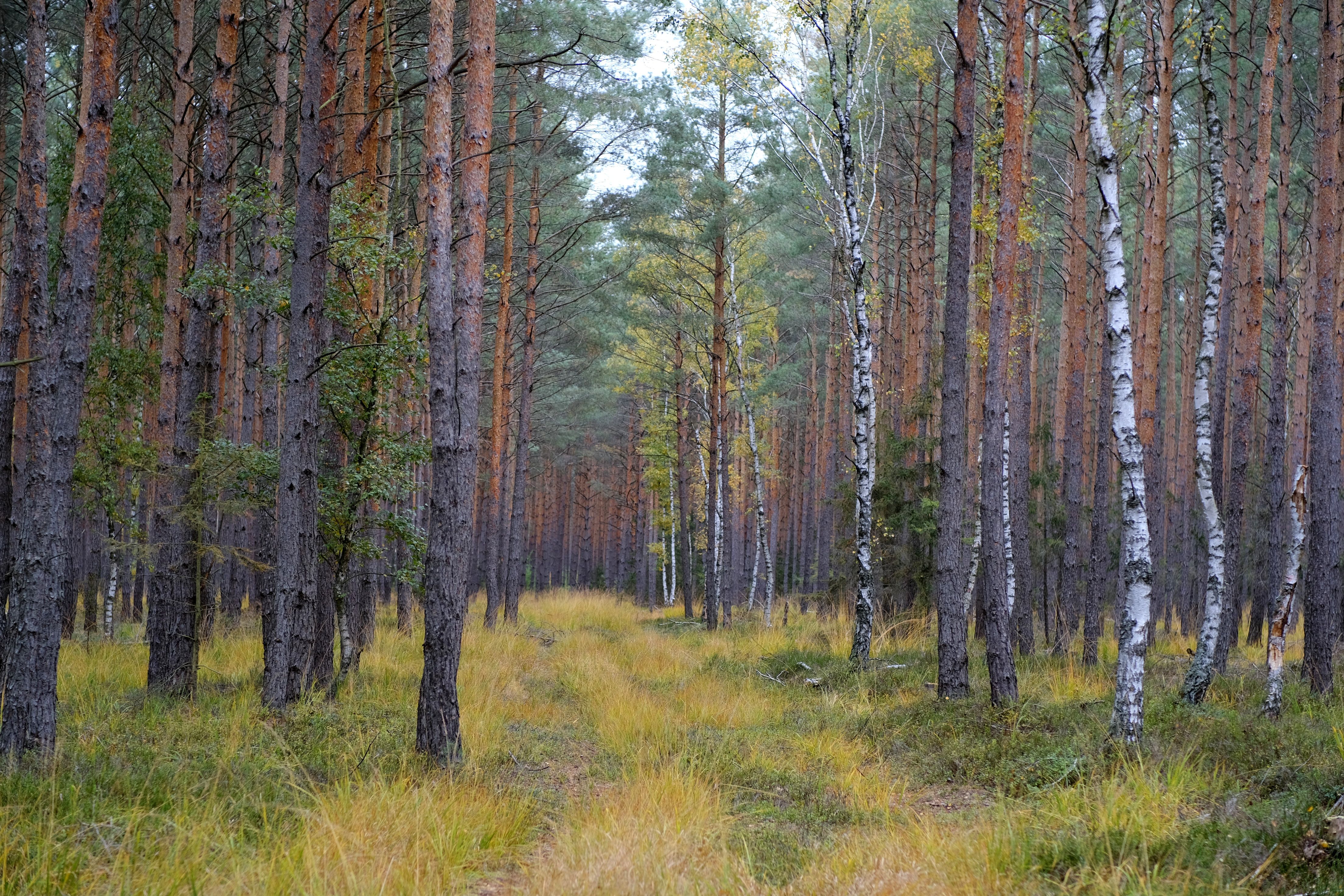 Scenic Pine and Birch Forest Pathway in Autumn · Free Stock Photo