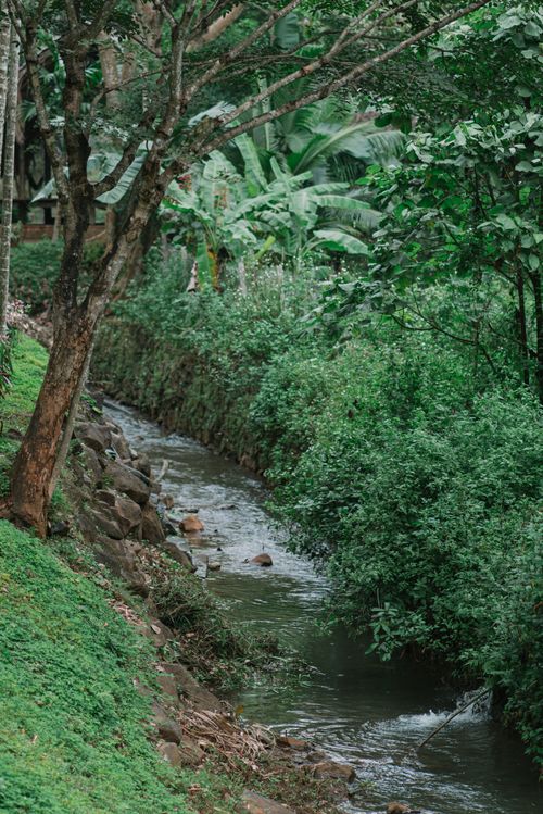 Free A peaceful stream flowing through a vibrant jungle with lush green foliage. Stock Photo