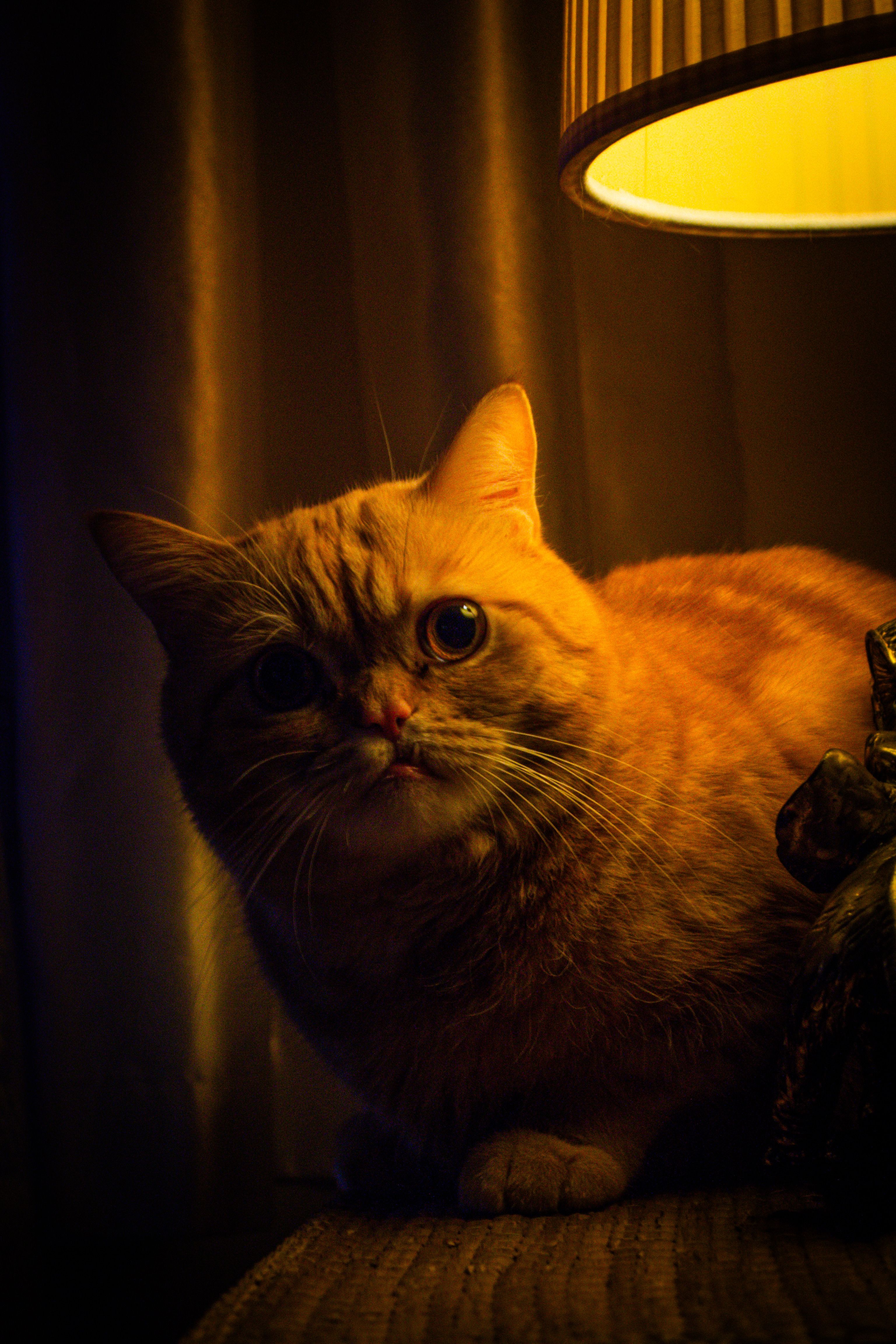 Moody Ginger Cat Under Warm Lamp Light · Free Stock Photo
