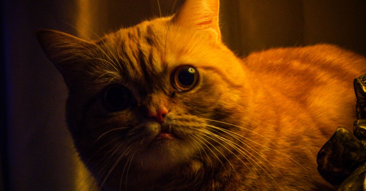 Moody Ginger Cat Under Warm Lamp Light · Free Stock Photo