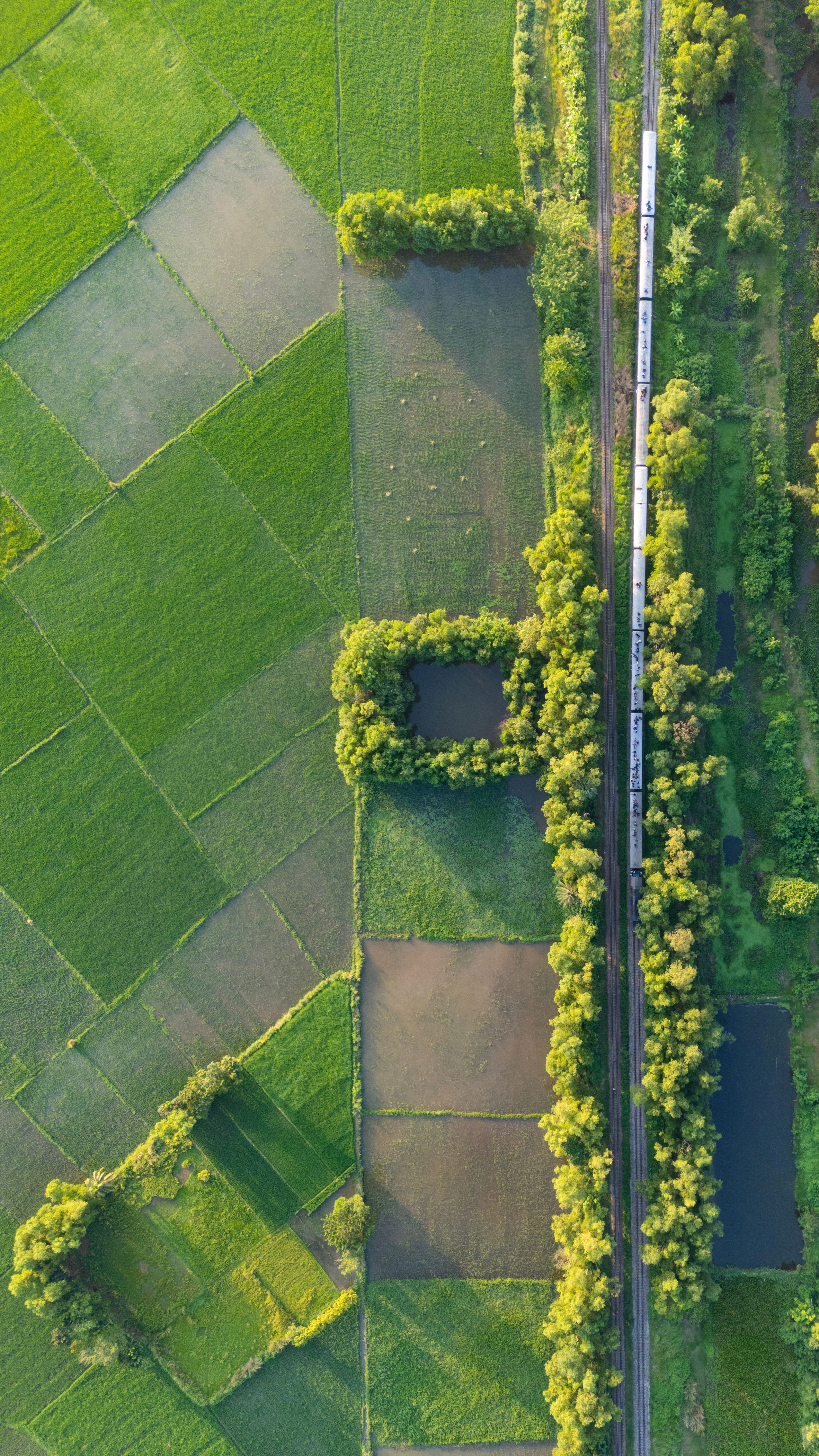 Aerial View of Lush Green Fields and Train in Bangladesh · Free Stock Photo