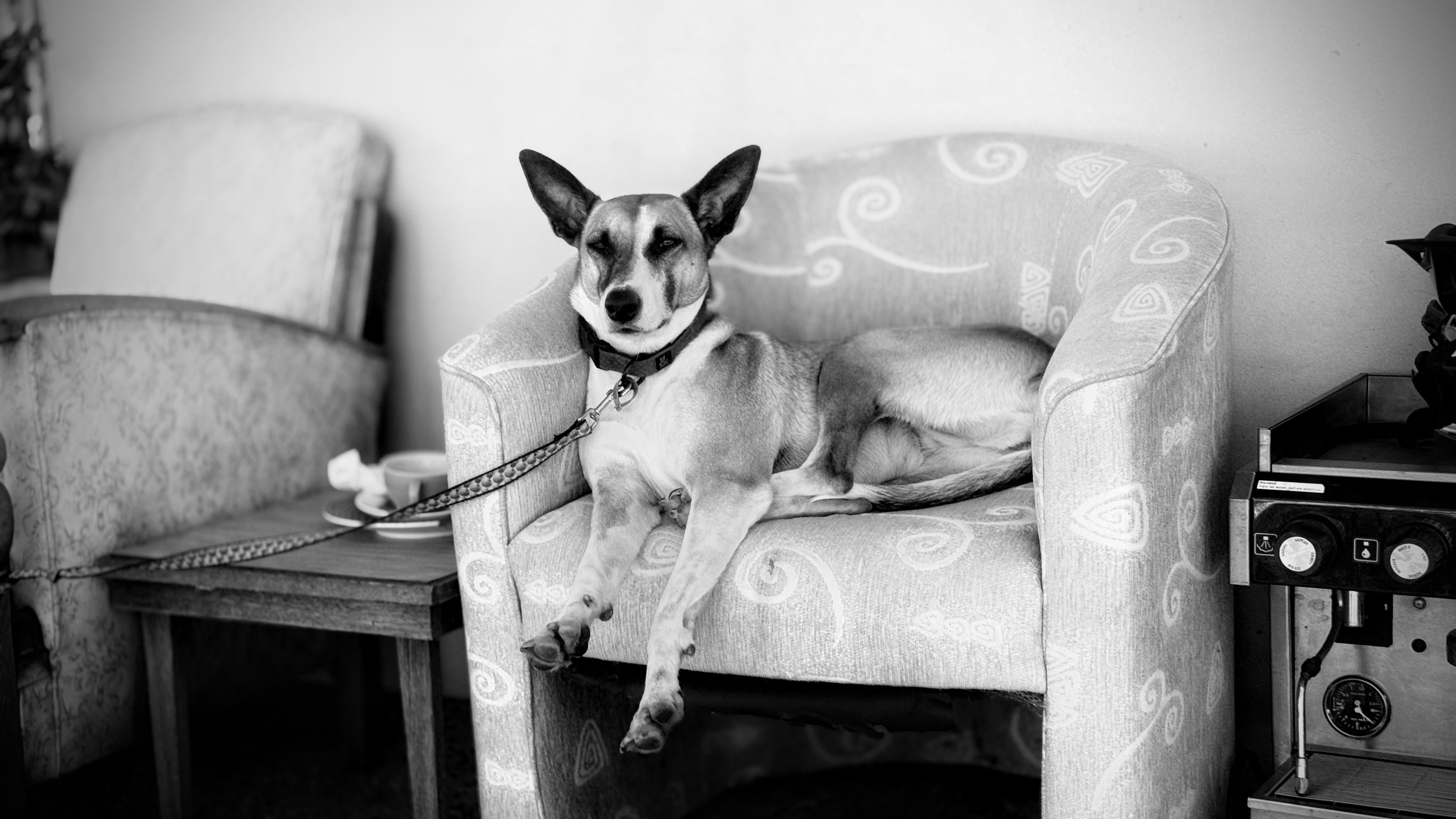 Dog resting in a hotel lobby armchair in Reading