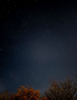 A sky full of stars over autumn trees at night, creating a serene and peaceful atmosphere.