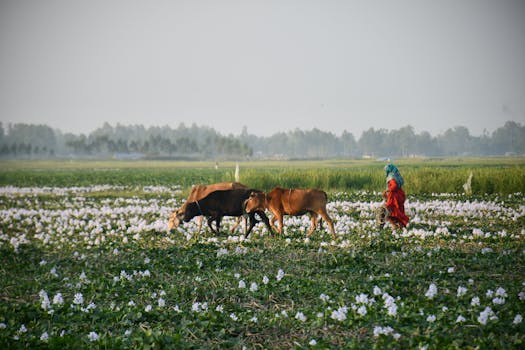 Photo by masudar rahman