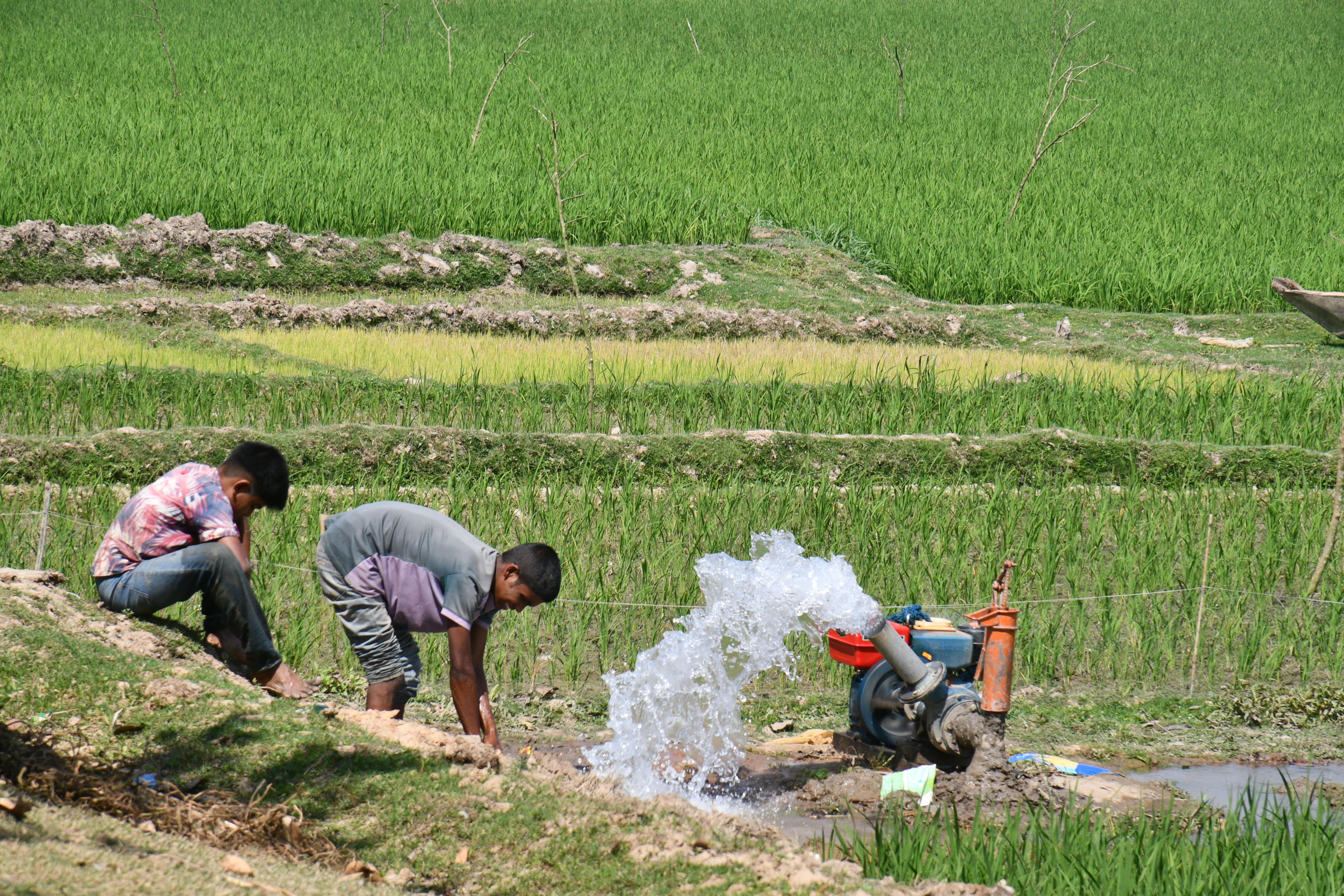 People Planting Rice on the Field · Free Stock Photo