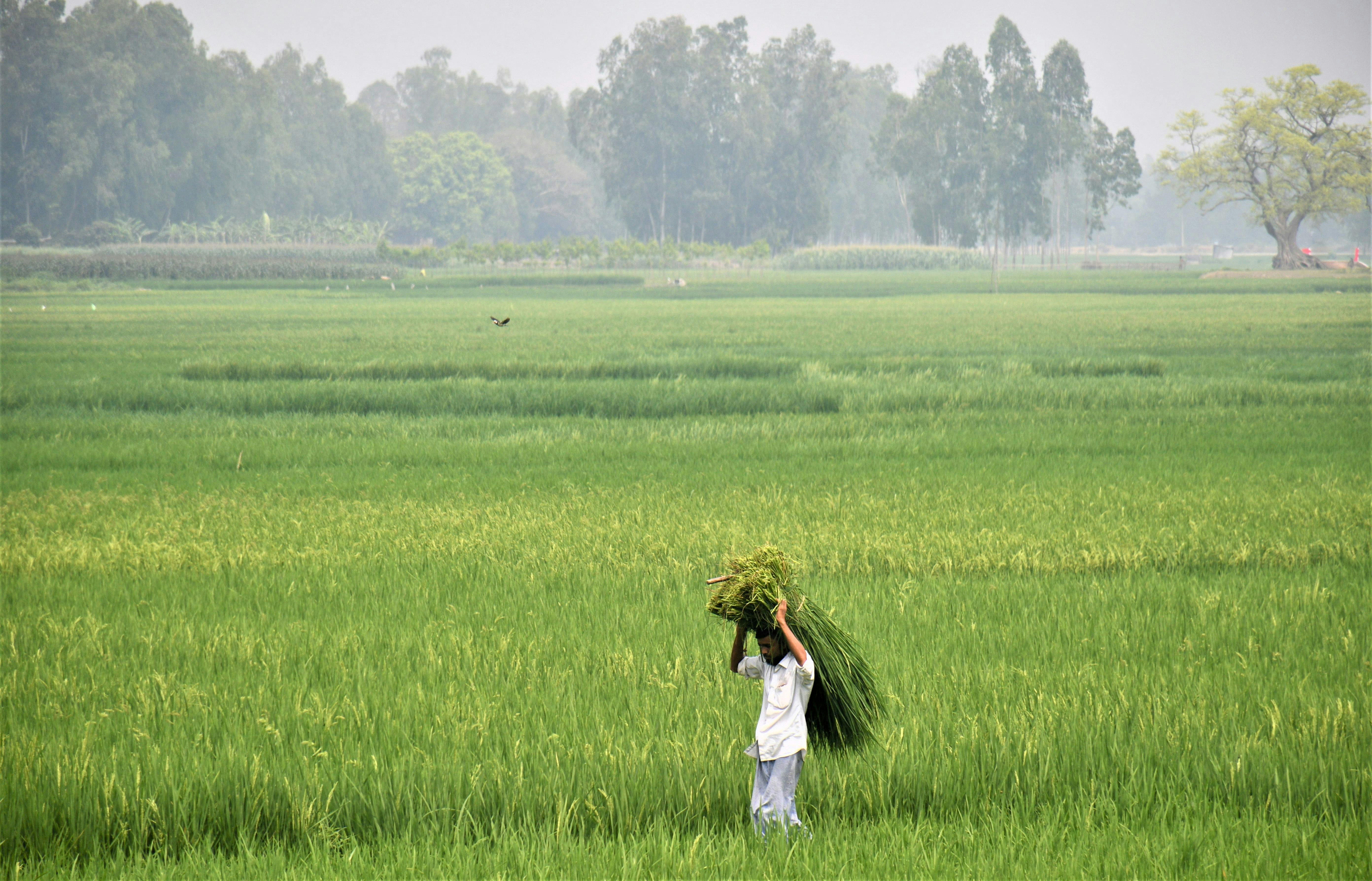 A farmer carrying a bundle of crops through a lush green field under overcast skies.