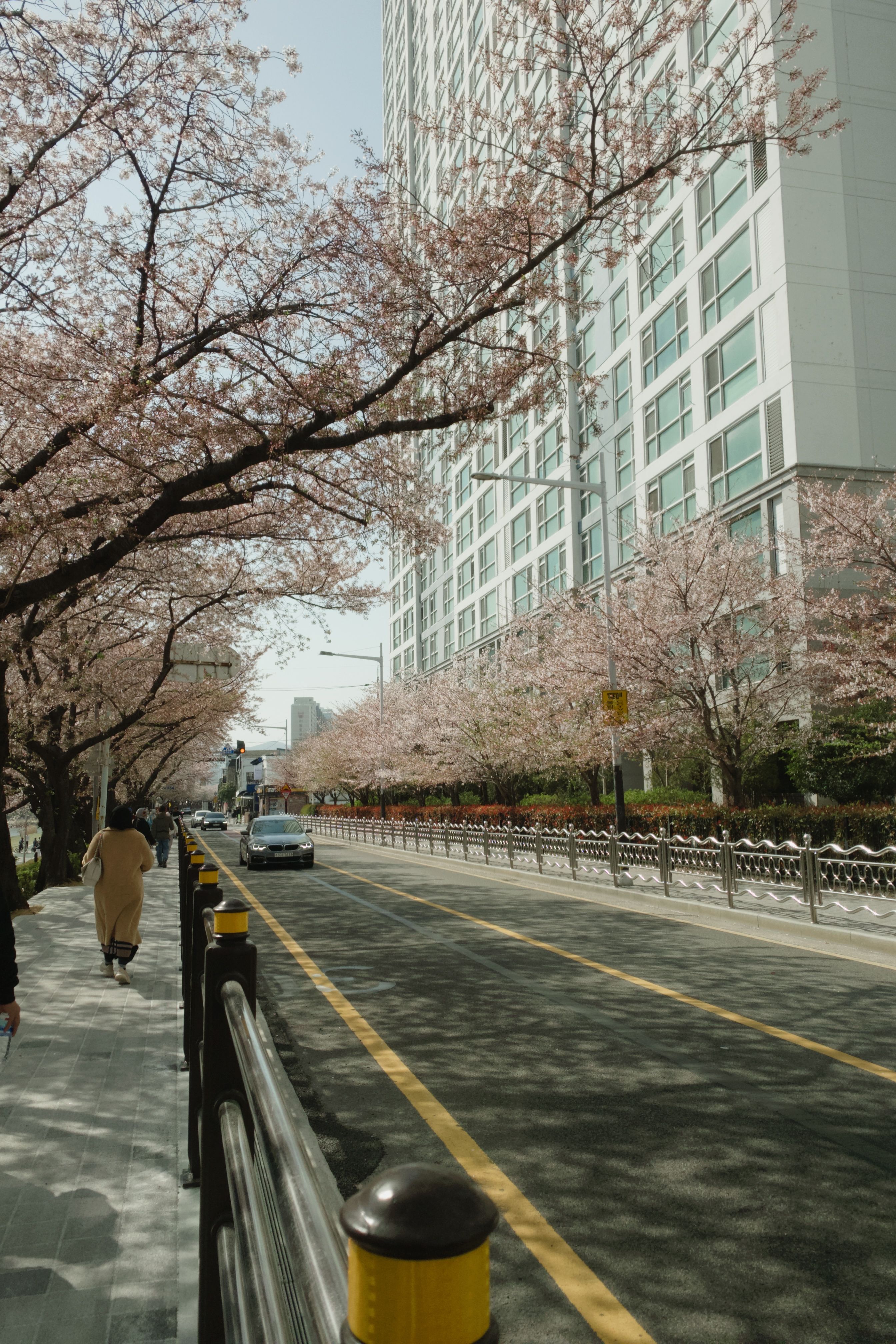 Cherry blossom di Busan sebagai kota yang diperkirakan berbunga lebih awal pada prediksi sakura Korea 2027