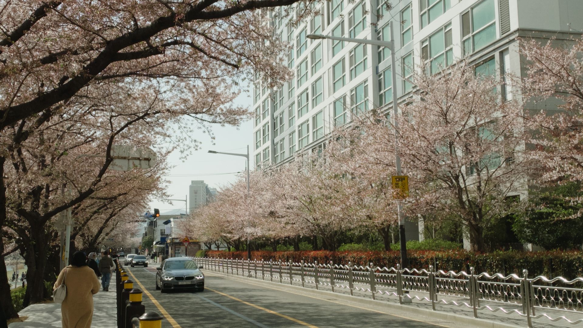 Cherry blossom di Busan sebagai kota yang diperkirakan berbunga lebih awal pada prediksi sakura Korea 2027