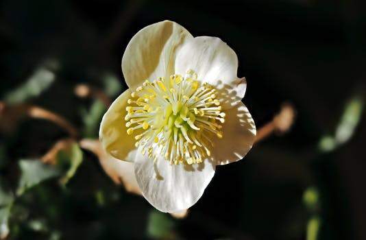 Detailed view of a white Christmas rose (Helleborus niger) with a dark green blurred background.