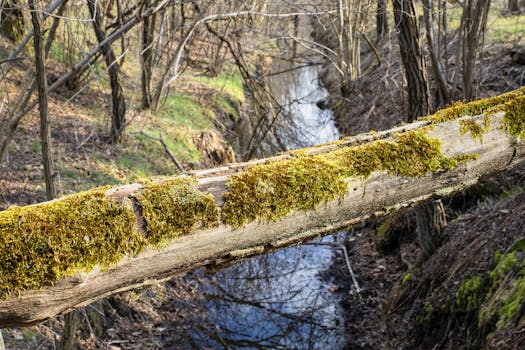 Moss-covered fallen log crossing a peaceful forest stream, reflecting tranquil nature scenery.