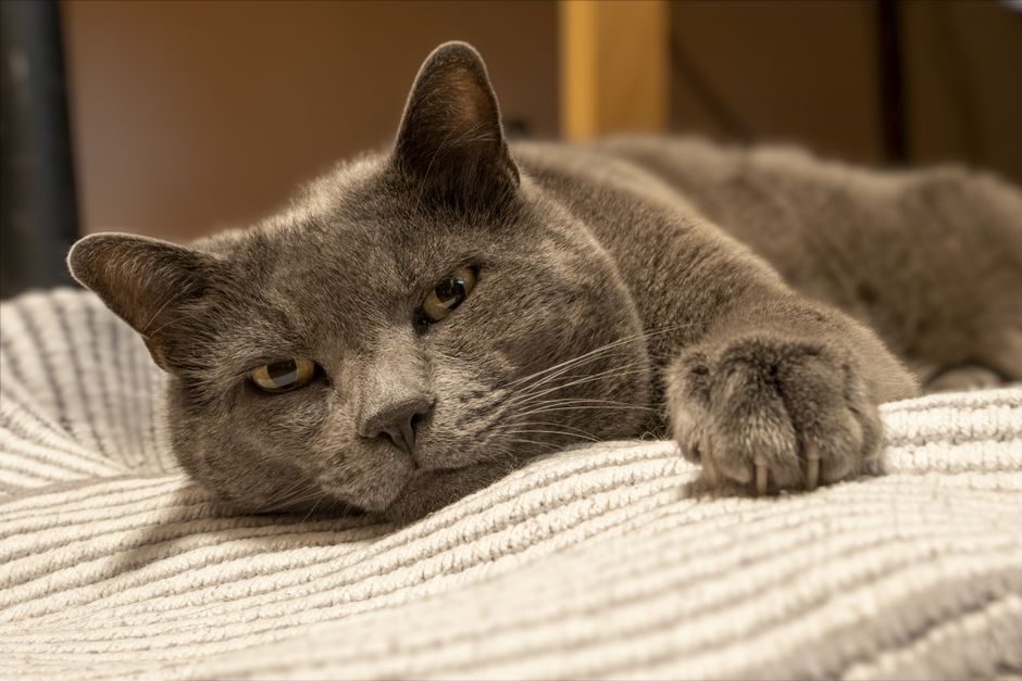 A charming gray cat lounging indoors on a cozy blanket, exuding relaxation.