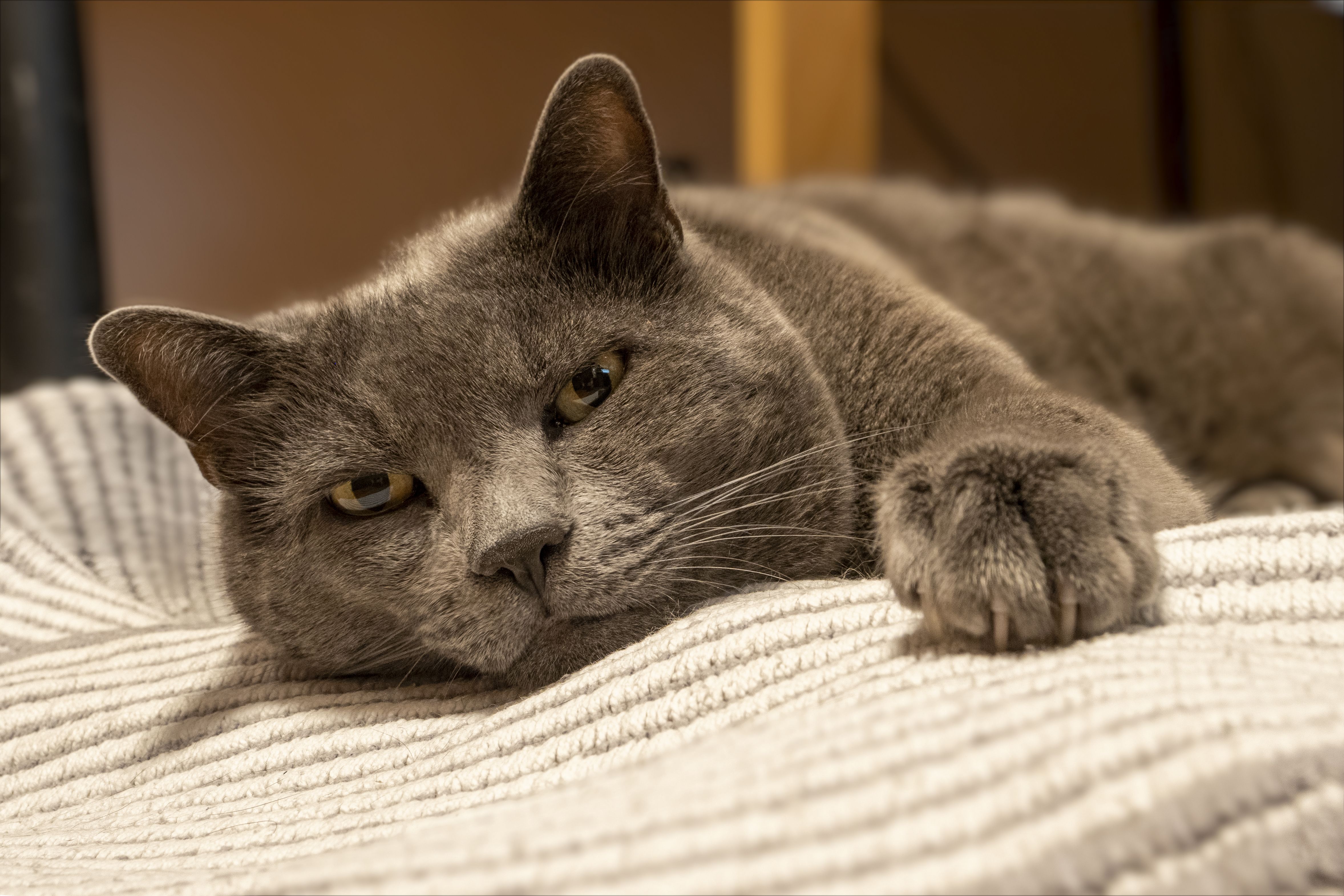Relaxed Gray Cat Lounging Indoors · Free Stock Photo