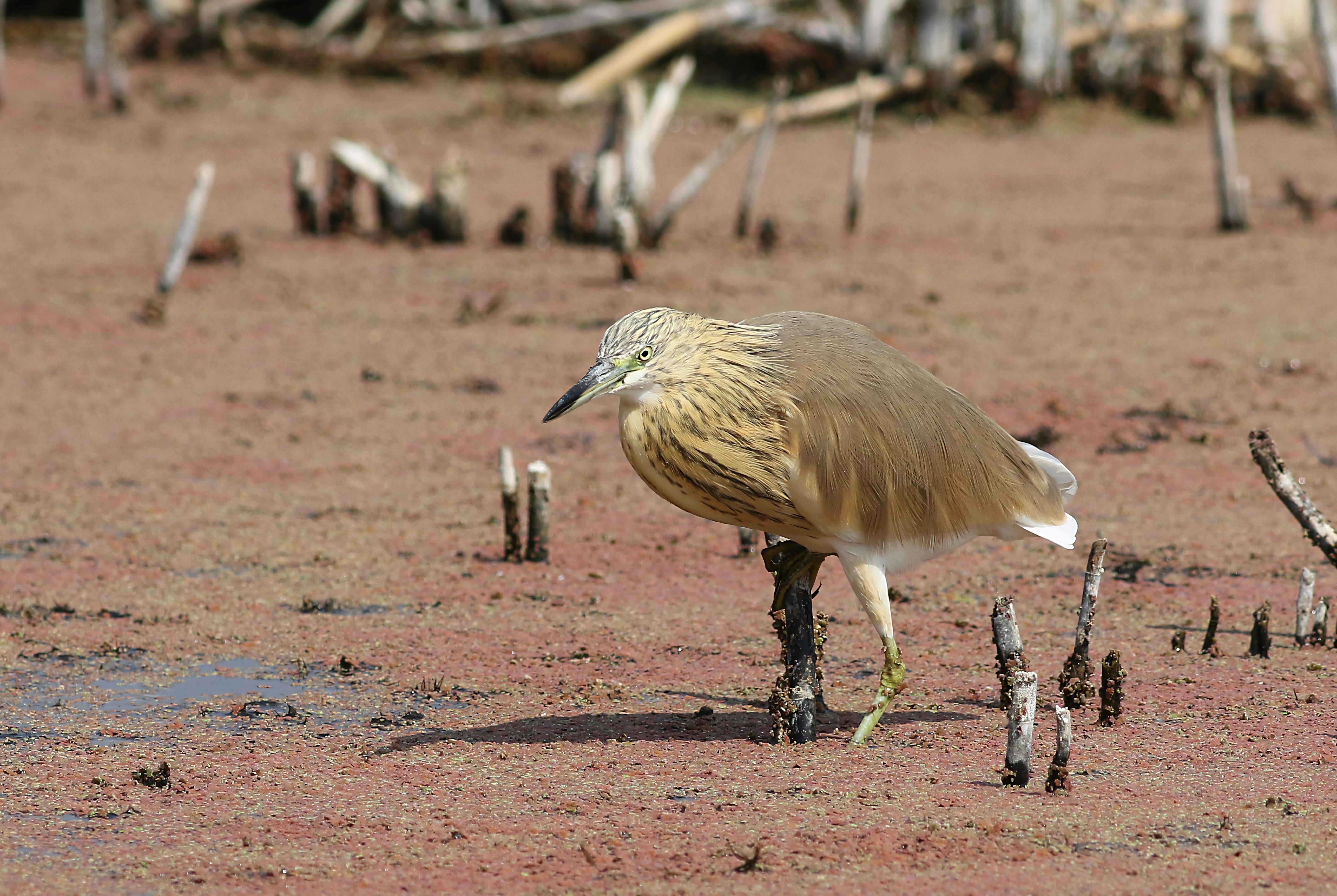 科技巨頭教你辨別真假安全提示，防範不請自來的詐騙通知