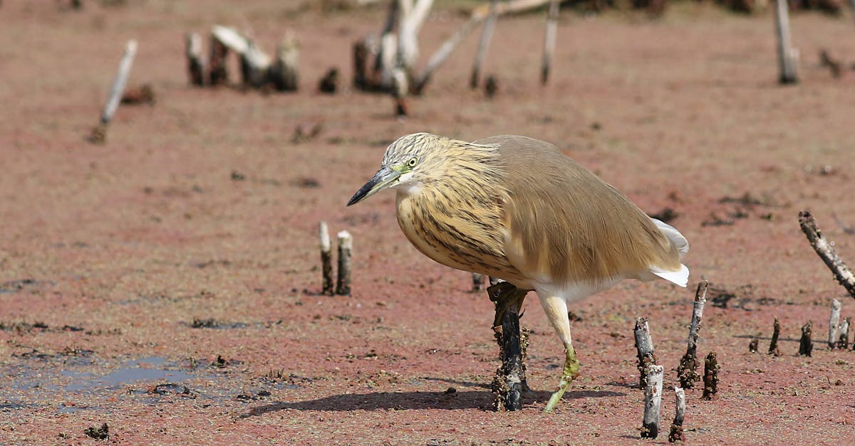 科技巨頭教你辨別真假安全提示,防範不請自來的詐騙通知