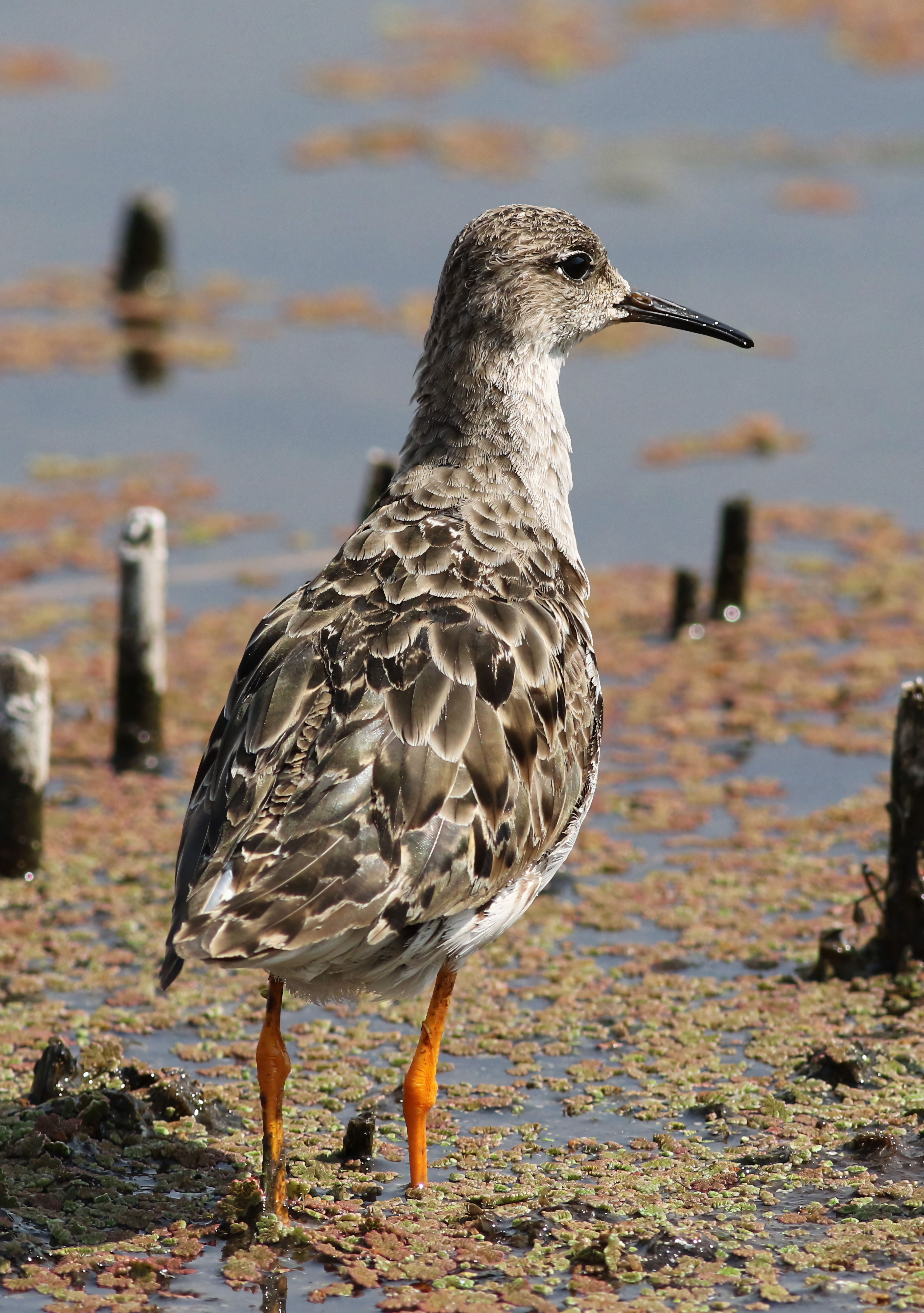 Ruff Bird Standing on Wetland Vegetation · Free Stock Photo