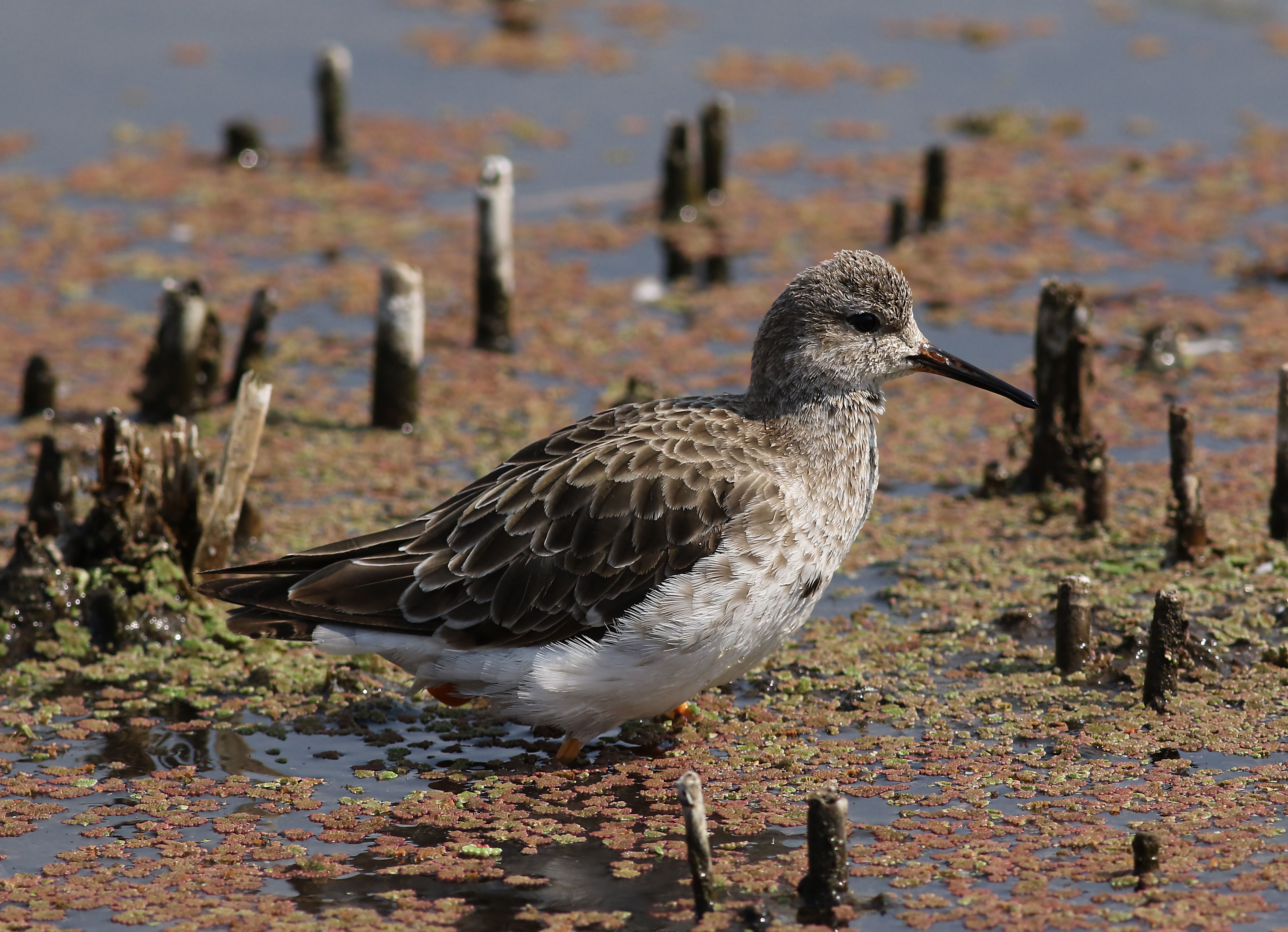Ruff Bird in Wetland Habitat · Free Stock Photo