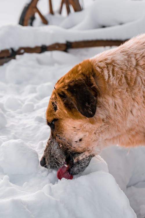 棕色短塗的狗在積雪的地面上