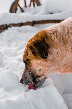 冬日明亮，一只狗在舔雪，欣赏着白雪皑皑的风景
