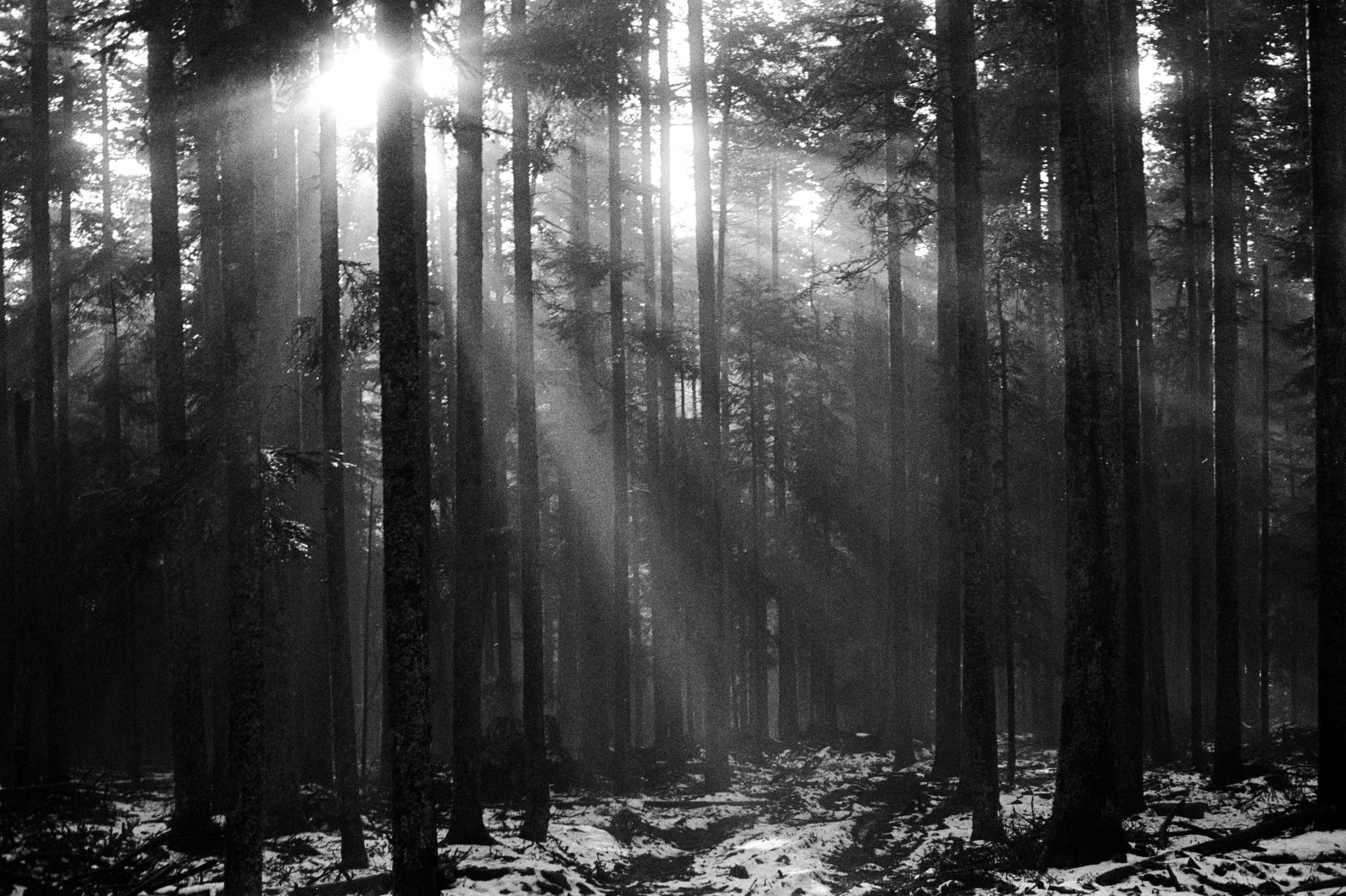 Black and white image of sunlight streaming through a snowy winter forest, creating a dramatic scene.