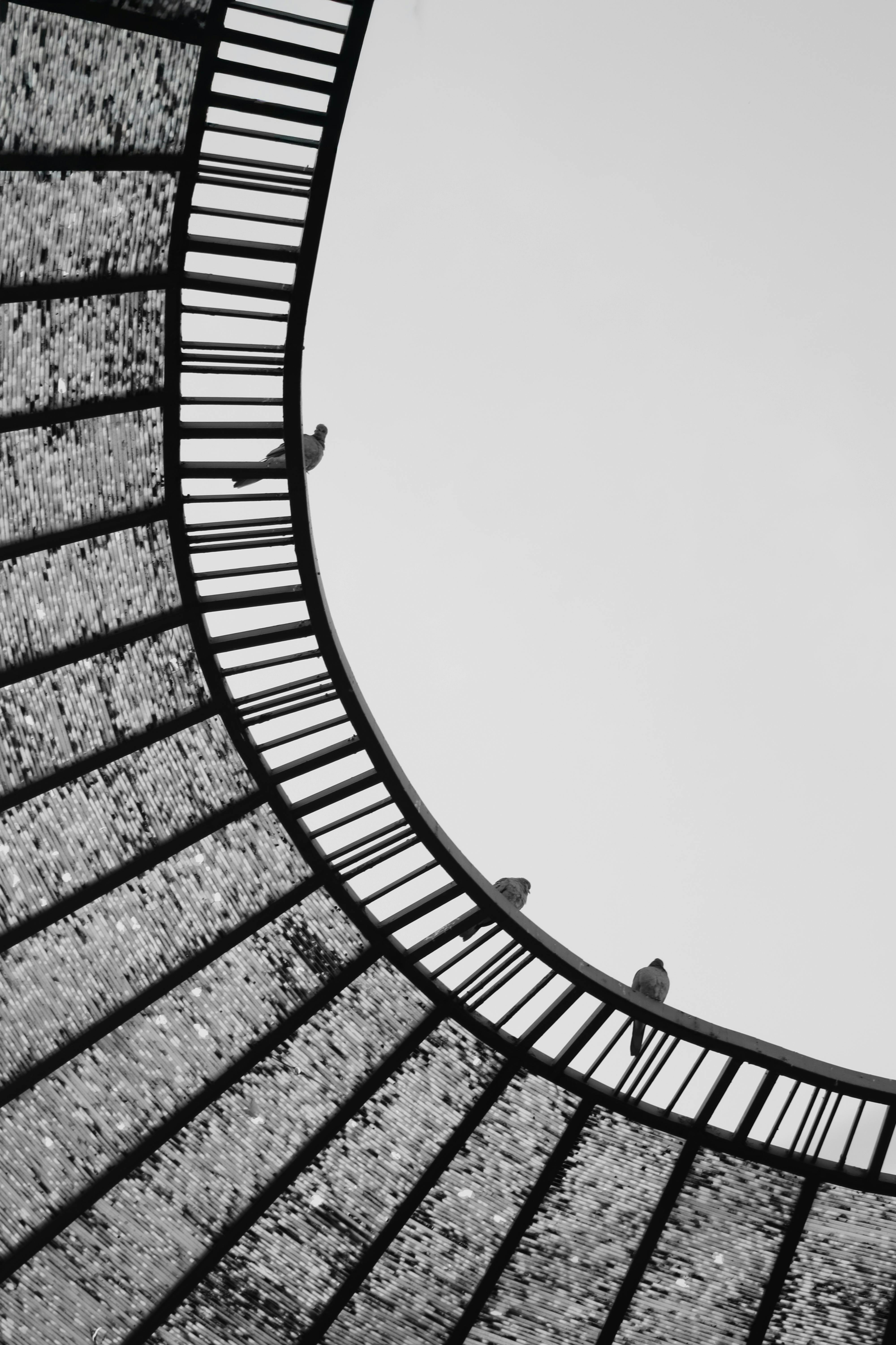 grátis Foto profissional grátis de abstrair, aço, animais selvagens urbanos Foto profissional