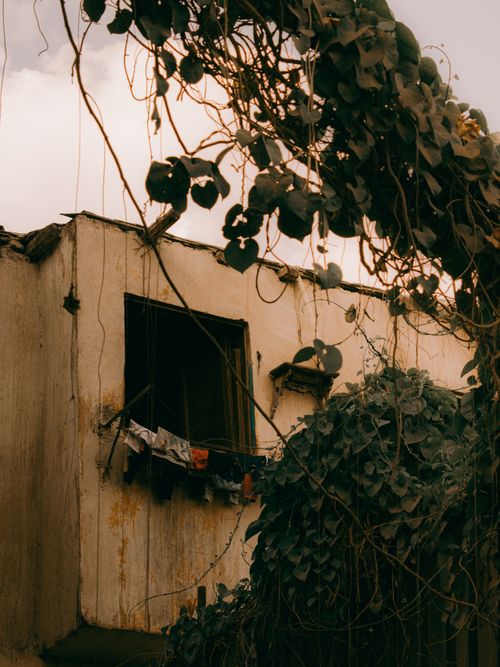Free Aging building surrounded by lush, overgrown vines on a cloudy day. Stock Photo