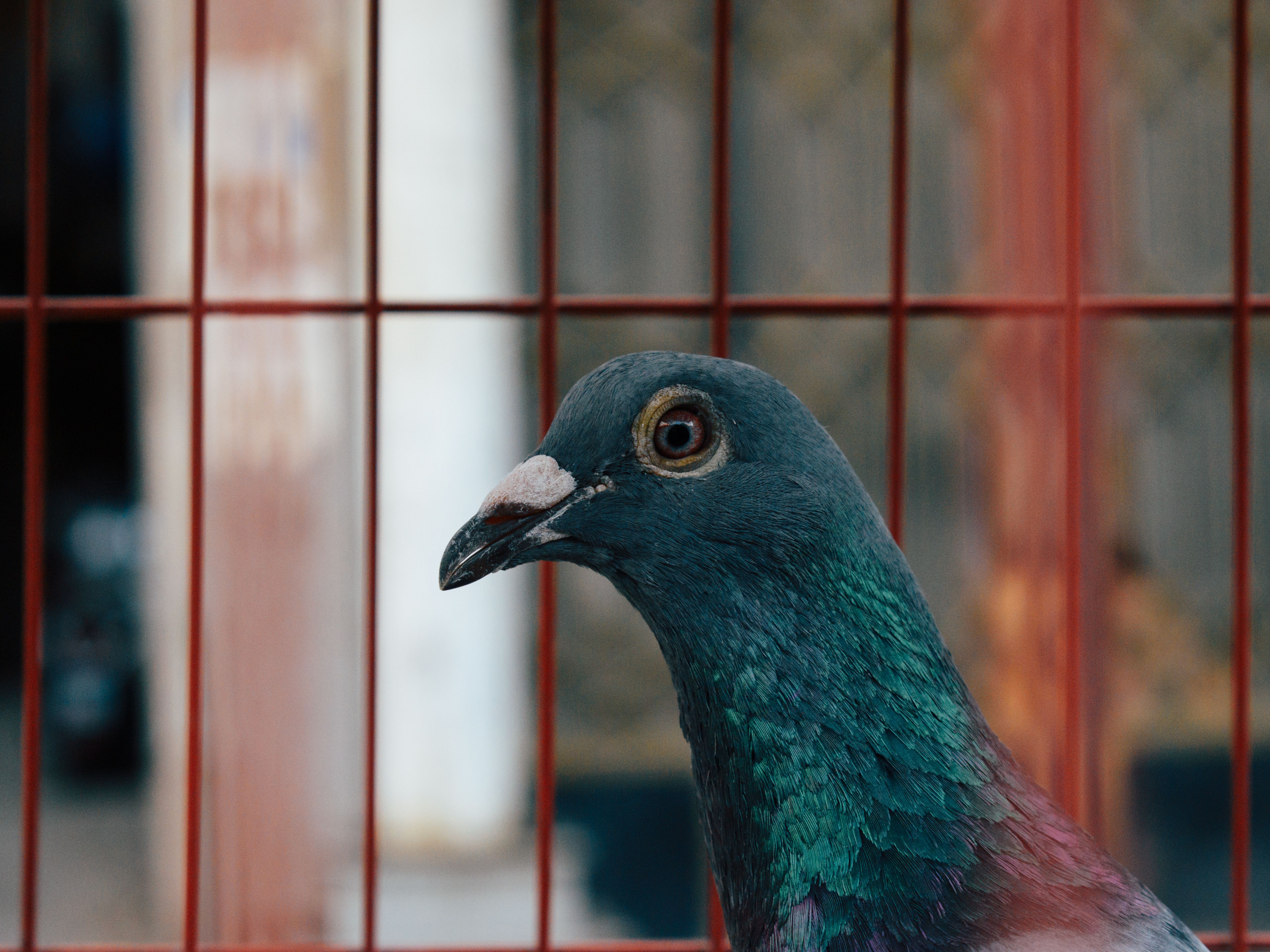 Pigeon In Lab Photos, Download The BEST Free Pigeon In Lab Stock Photos ...