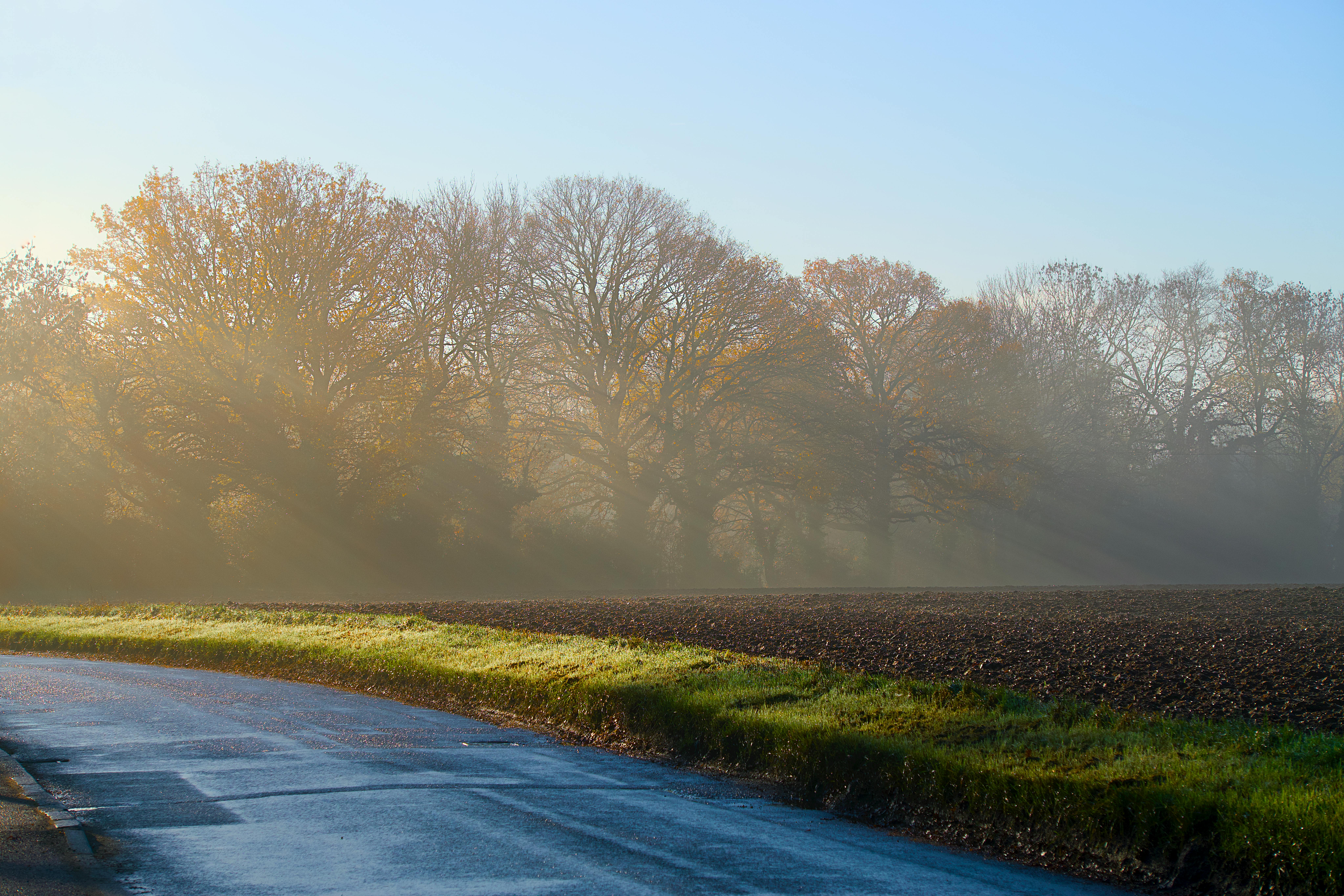 transplanting winter sown seedlings UK