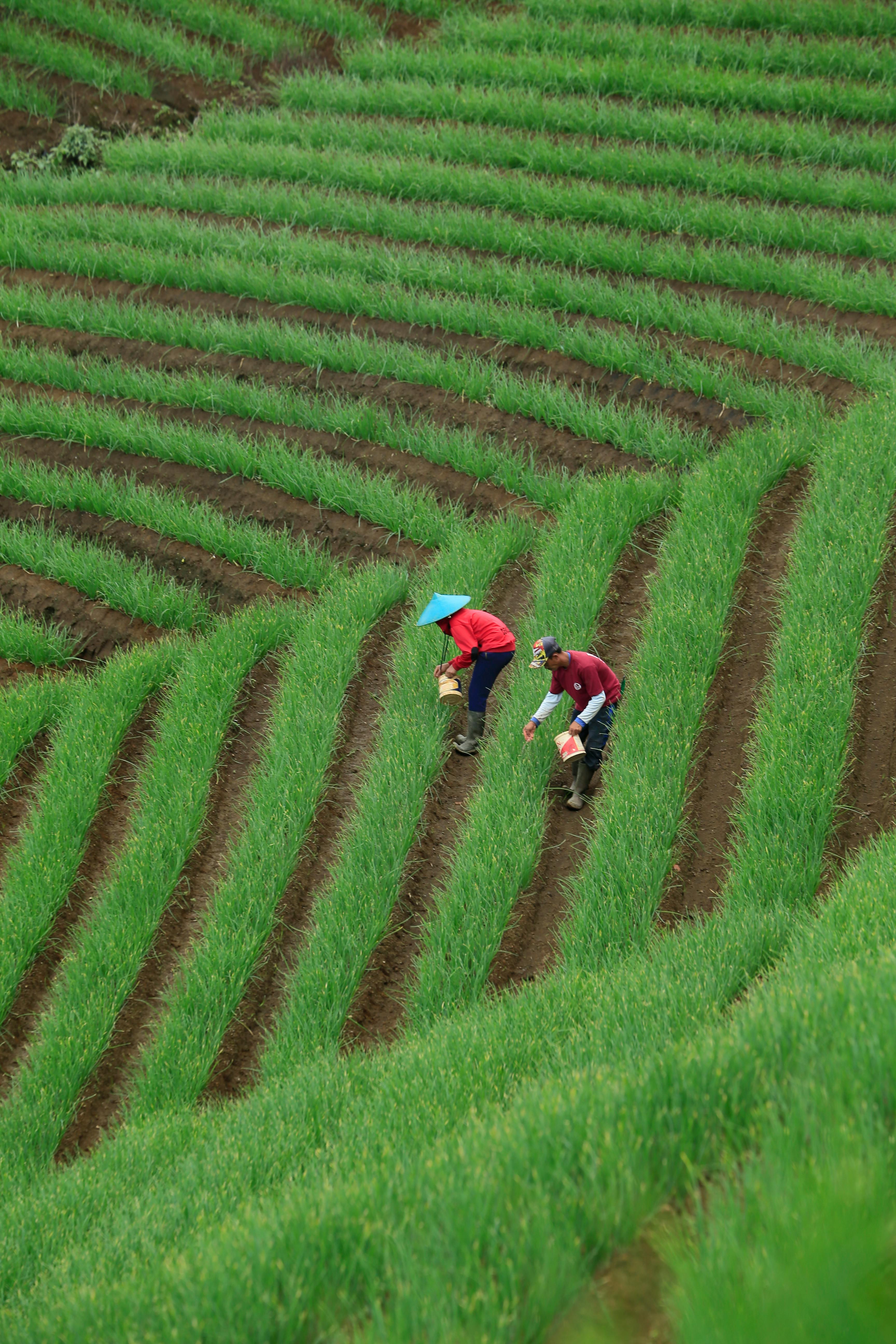 seed scarification and soaking techniques