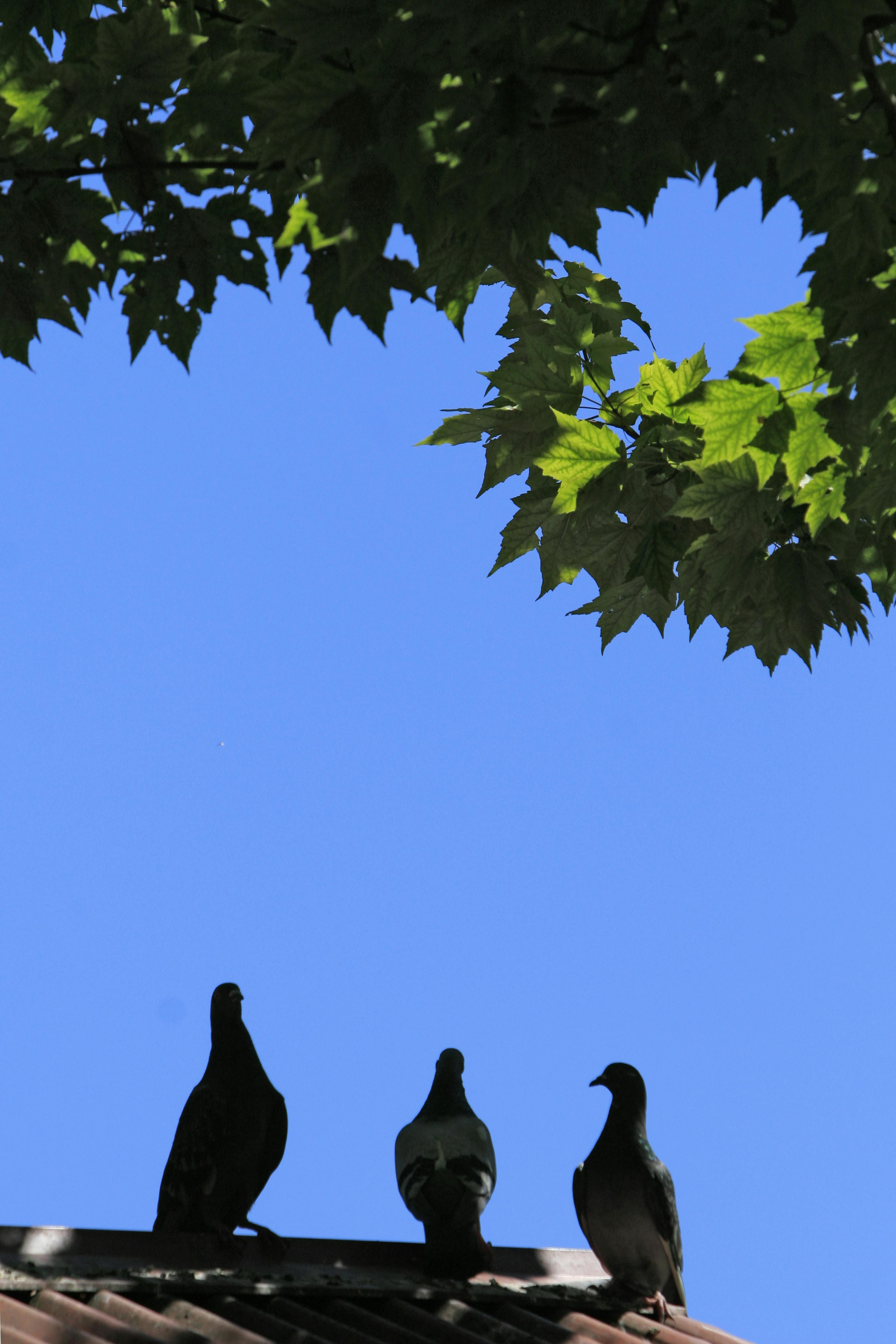 הקסם שבבוקר רגוע עם ציפורים ובריזה