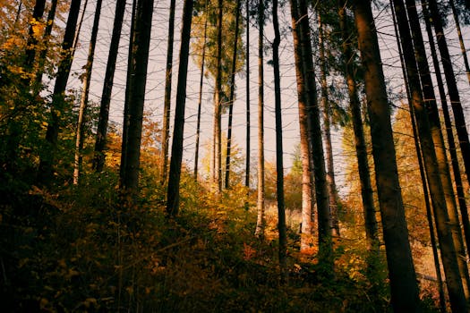 Captivating forest scene with tall trees and golden foliage, showcasing the beauty of autumn in Ukraine.