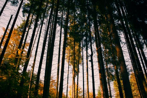 Free Serene view of tall pine trees in an autumn forest with warm sunlight filtering through. Stock Photo