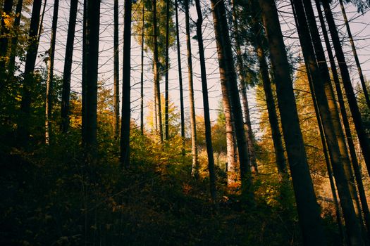 Captivating view of a Ukrainian forest in golden autumn hues with tall trees and rich foliage.