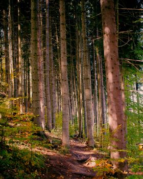 Explore a tranquil forest with towering trees and autumn foliage.
