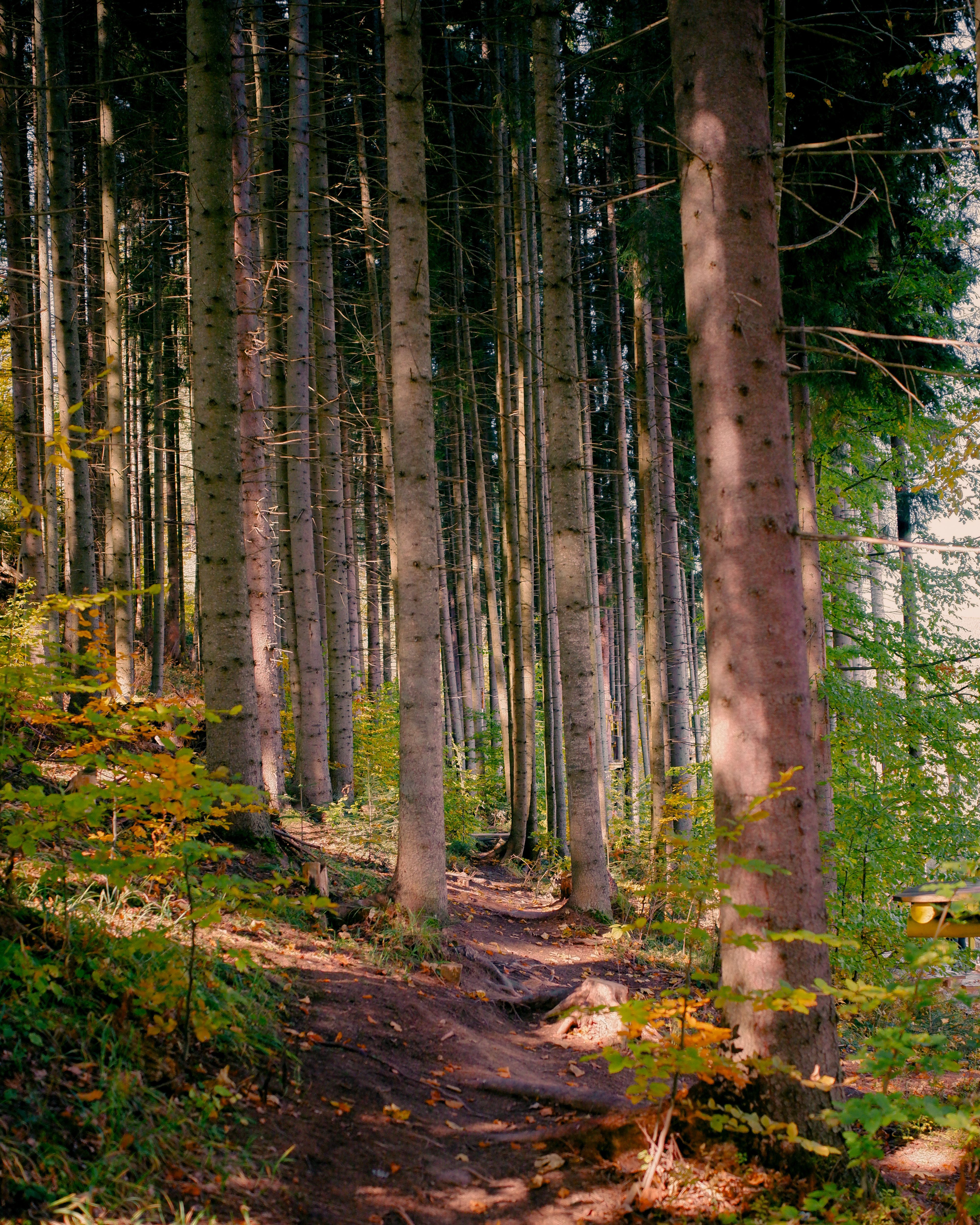 Serene Pine Forest Pathway at Daytime · Free Stock Photo