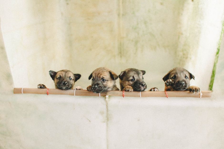 Four cute puppies curiously peeking over a fence, showcasing their innocent expressions. Perfect for pet lovers.