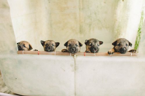Free Five cute puppies peering over a tub, perfect for pet lovers and animal stock images. Stock Photo