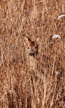 A deer hidden among tall dry grasses, illustrating perfect natural camouflage during autumn.