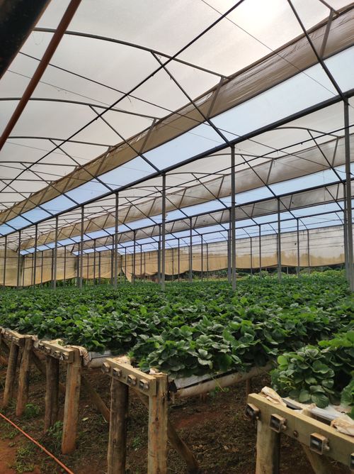 Free Inside a ventilated greenhouse filled with thriving leafy greens, showcasing a sustainable farming environment. Stock Photo