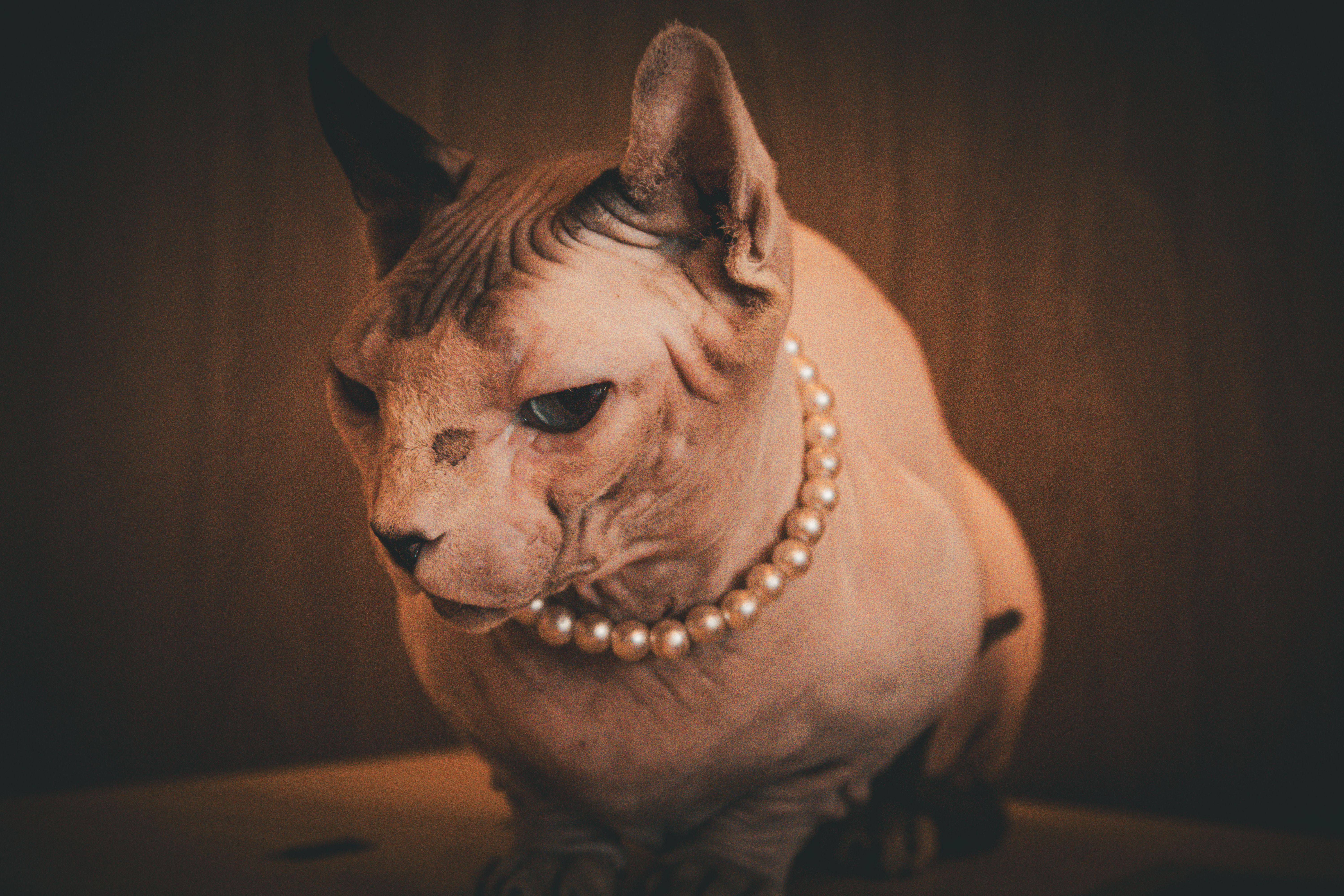 Sphynx cat with a pearl necklace, exuding elegance in a warm indoor setting. Perfect for lifestyle and pet themes.