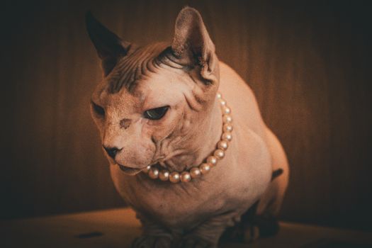 cat photo